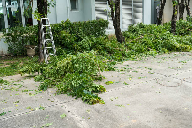 The Steps Involved in Our Tree Care Process in Patchogue, NY